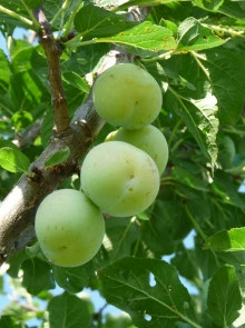 prunus reine claude verte