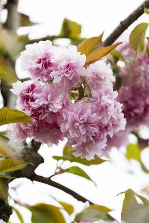 hoogst10/12blw - afbeelding 5