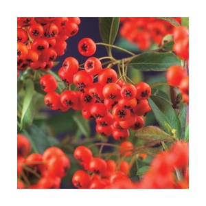 pyracantha cocc. red column