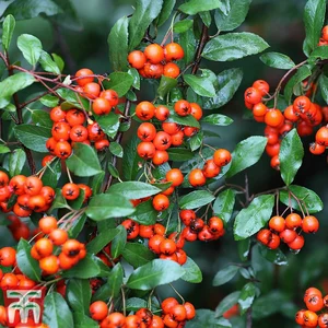 pyracantha orange glow