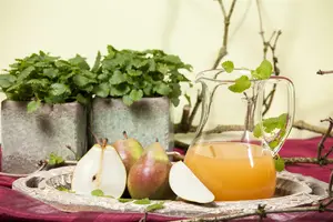 leivorm 2 geste - afbeelding 5