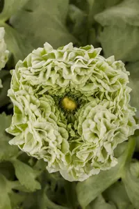 ranunculus