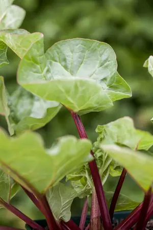 rheum rhabarbarum  frambozenrood  - afbeelding 1
