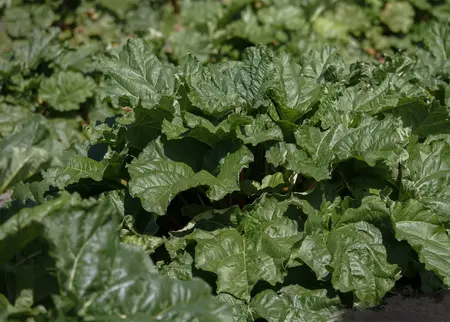 rheum rhabarbarum  frambozenrood  - afbeelding 2