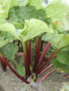 rheum rhabarbarum  goliath