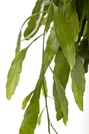 hangpot