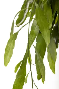 hangpot groot