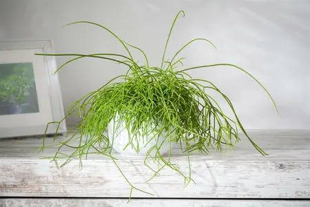 rhipsalis baccifera(r.cassutha) - afbeelding 1