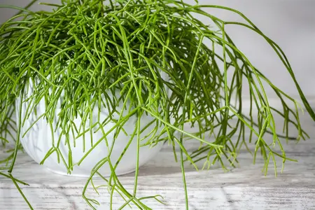 rhipsalis baccifera(r.cassutha) - afbeelding 2