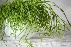 rhipsalis baccifera(r.cassutha) - afbeelding 2