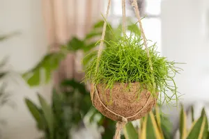 rhipsalis baccifera(r.cassutha) - afbeelding 3