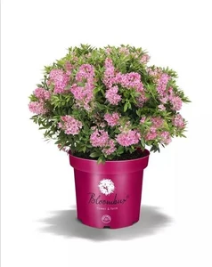 rhododendron  bloombux