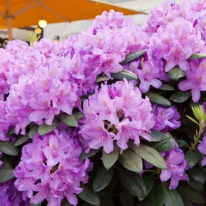 rhododendron catabiense grand