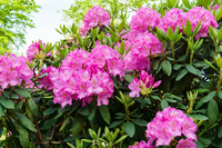 Rhododendron en Azalea