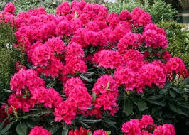 rhododendron nova zembla