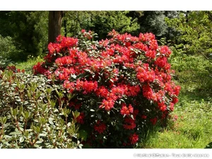 rhododendron  scyphocalix