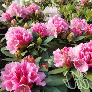 rhododendron (y)  doc