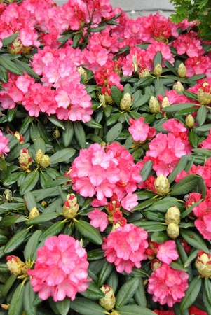 donker roze