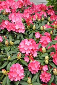 rhododendron (y)  fantastica