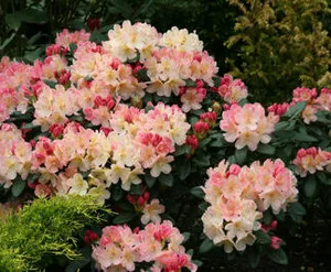 rhododendron (y)  percy wiseman
