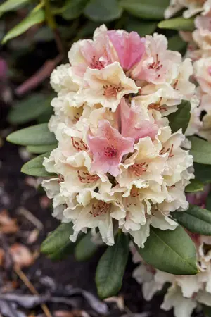 rhododendron yakus.  percy wiseman  - afbeelding 2
