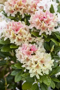 rhododendron yakus.  percy wiseman  - afbeelding 4