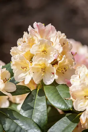 rhododendron yakus.  percy wiseman  - afbeelding 5