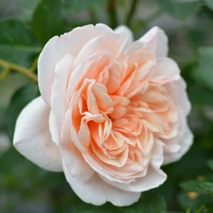 rosa allegro cl