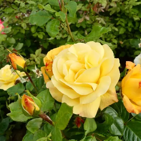 rosa  arthur bell 