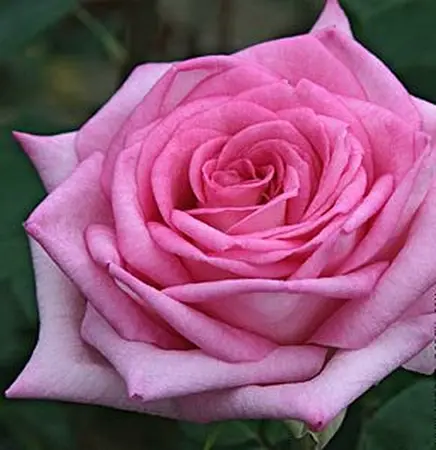 roze