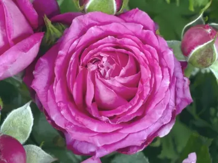 fuchsia