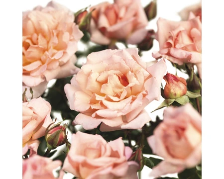 rosa  compassion (k)
