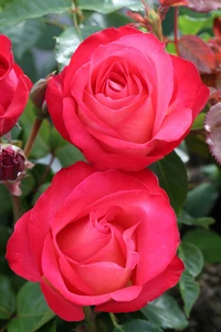 rosa corfu roze wit stam