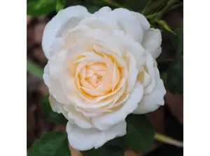 rosa cream abundance cream wit