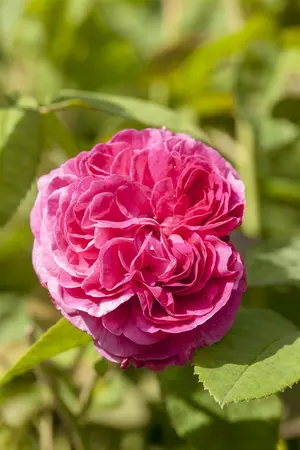 rosa  dame de coeur (th) rood - afbeelding 2