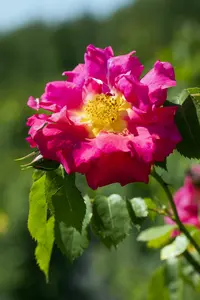 rosa  dame de coeur (th) rood - afbeelding 3