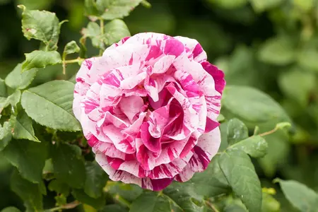 rosa  dame de coeur (th) rood - afbeelding 1