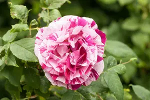 rosa  dame de coeur (th) rood