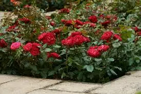 rosa  dame de coeur (th) rood