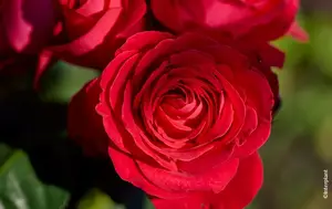 rosa dominica rood stam