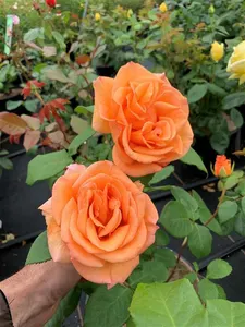rosa doris tysterman
