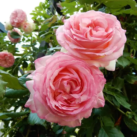 rosa  eden rose (r)(k)