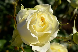 rosa elfe (r)(th)