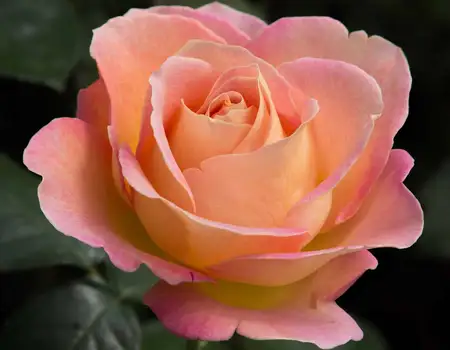 rosa  elle 