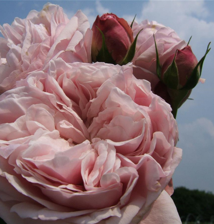 rosa  giardina 