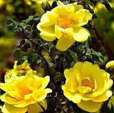 rosa  golden showers (k)