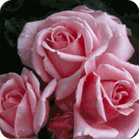 rosa helen robinson