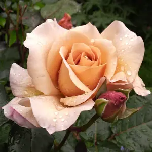 rosa julia s rose (th) parfun