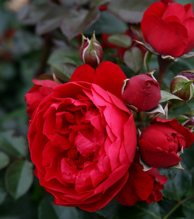 rosa (k)  florentina 