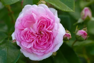 rosa (k) jasmina